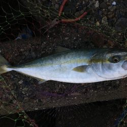 足元でハマチがヒット